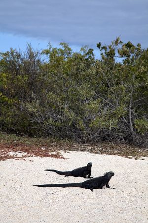 Bacchus Beach, Galapagos 028.jpg